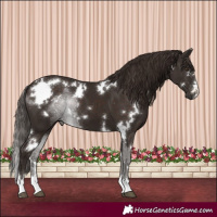 Horse Color:White Spotted Liver Chestnut 