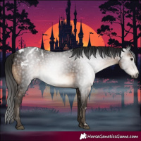 Horse Color:Gray Brown Appaloosa