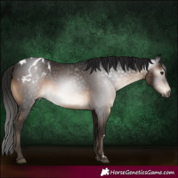 Horse Color:Gray Brown Appaloosa 