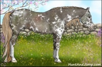 Horse Color:White Spotted Liver Chestnut Splash 