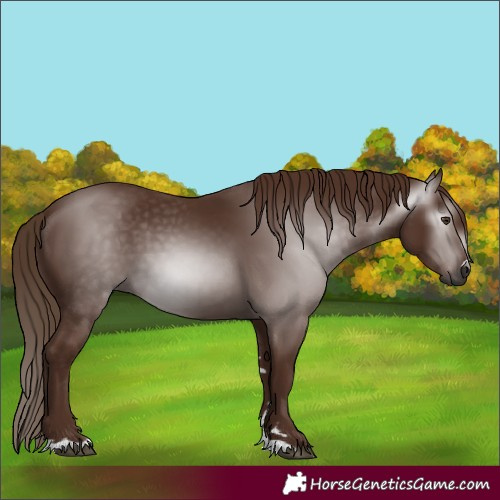 Horse Color:Gray Chestnut 