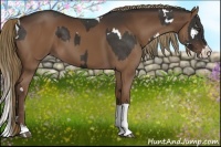 Horse Color:White Spotted Liver Chestnut  and Liver Chestnut Splash 