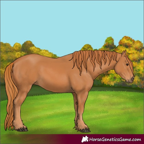 Horse Color:Chestnut 