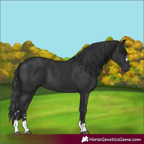 Horse Color:Black 