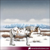 Horse Color:Gray White Spotted Silver Buckskin Splash Frame Appaloosa