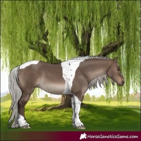 Horse Color:Silver Brown Dun Tobiano 