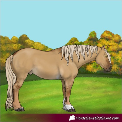 Horse Color:Chocolate Palomino Dun Tobiano 