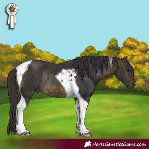 Horse Color:Buckskin Tobiano Rabicano 