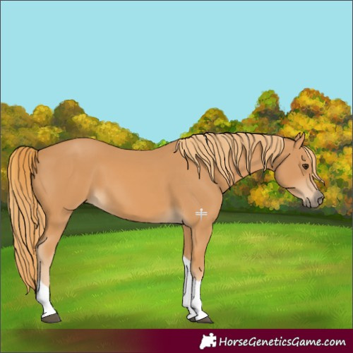 Horse Color:Chestnut Tobiano 