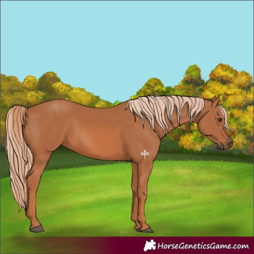 Horse Color:Chestnut 