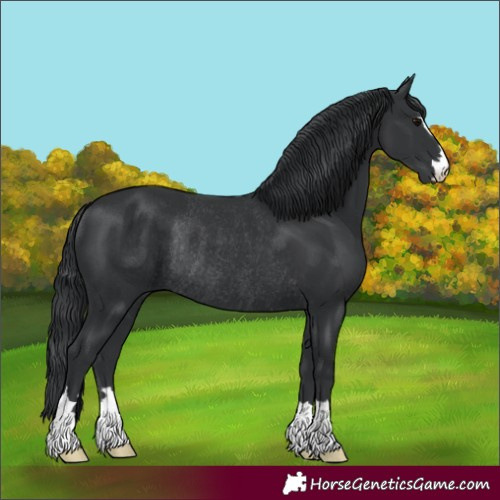 Horse Color:Black Rabicano 