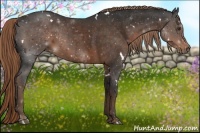 Horse Color:White Spotted Liver Chestnut 