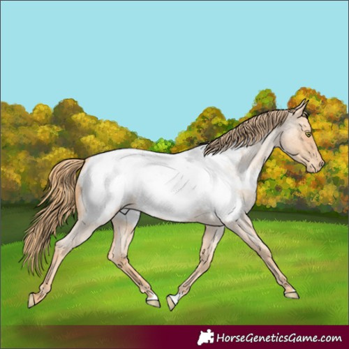 Horse Color:Gold Champagne Roan Appaloosa