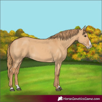 Horse Color:Red Dun Splash 