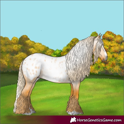 Horse Color:Gray Palomino Roan Splash Appaloosa