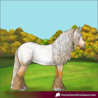 Horse Color:Gray Palomino Roan Splash Appaloosa
