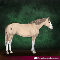 Horse Color:Red Dun Splash 