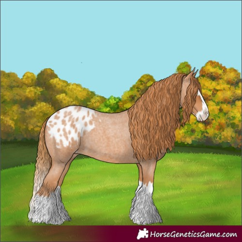 Horse Color:Red Roan Splash Appaloosa