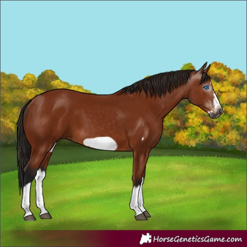 Horse Color:Gray Bay Splash Frame 