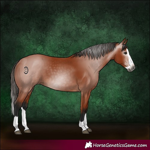 Horse Color:Gray Bay Splash 