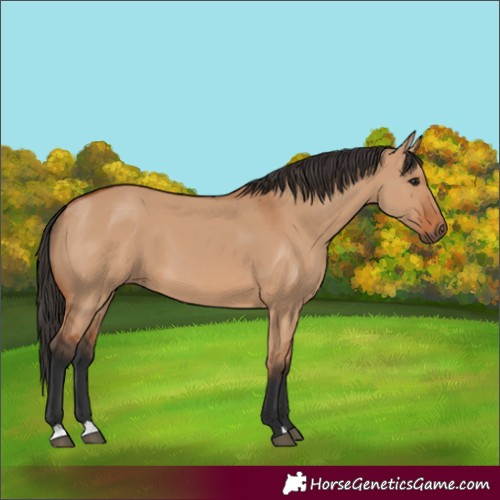 Horse Color:Bay Dun