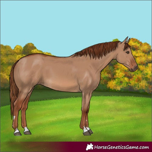 Horse Color:Red Dun 