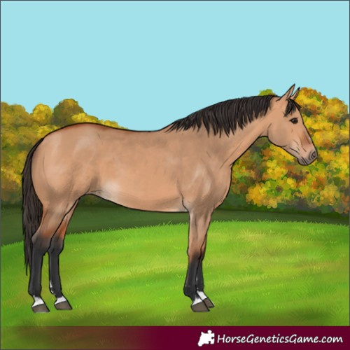 Horse Color:Bay Dun 