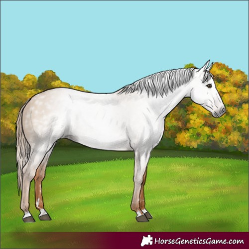Horse Color:Gray Red Dun