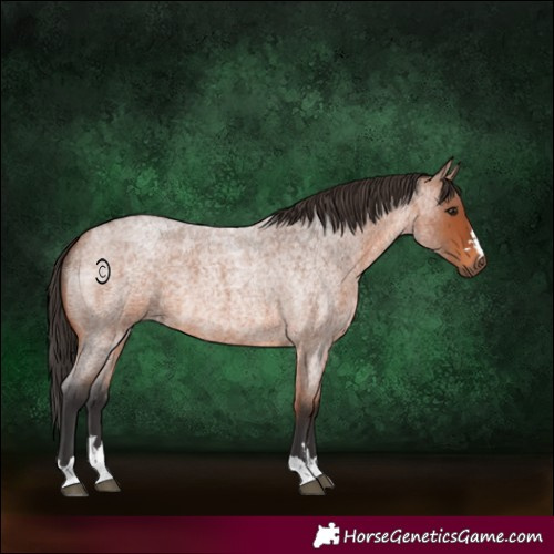 Horse Color:Bay Roan 