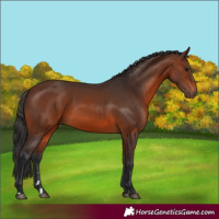Horse Color:Brown 