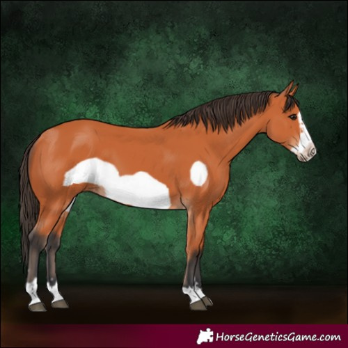 Horse Color:Bay Frame