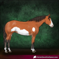 Horse Color:Bay Frame 