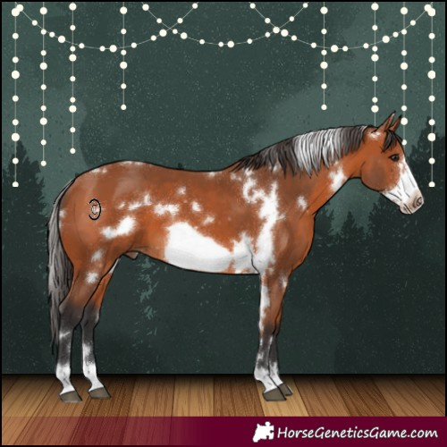Horse Color:White Spotted Bay Frame 