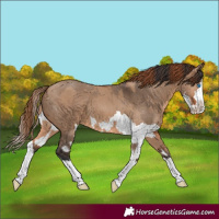 Horse Color:Red Dun Splash  and Bay Dun Splash 
