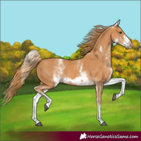 Horse Color:White Spotted Chestnut Frame 