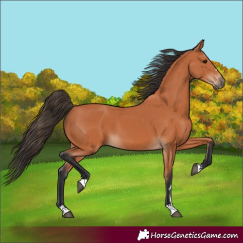 Horse Color:Unknown 