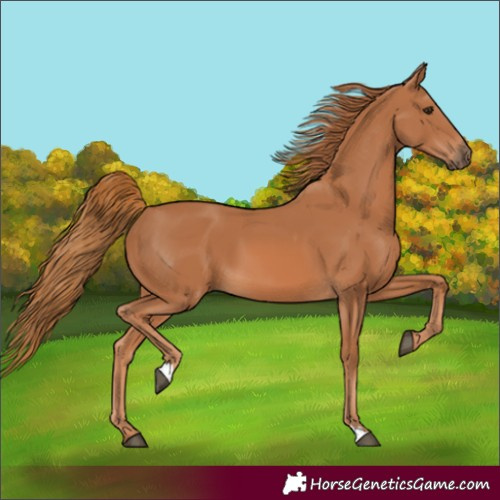 Horse Color:Unknown 