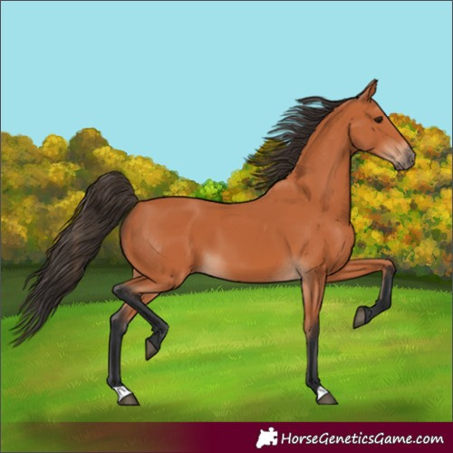 Horse Color:Unknown 