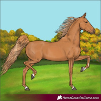 Horse Color:Unknown 