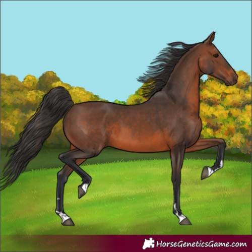 Horse Color:Unknown 