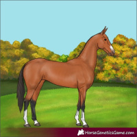 Horse Color:Bay Tobiano Frame Rabicano 