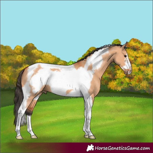 Horse Color:Bay Dun Tobiano Frame