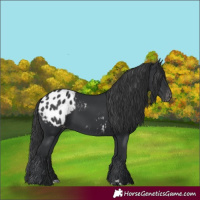 Horse Color:Black Blanket Rabicano 