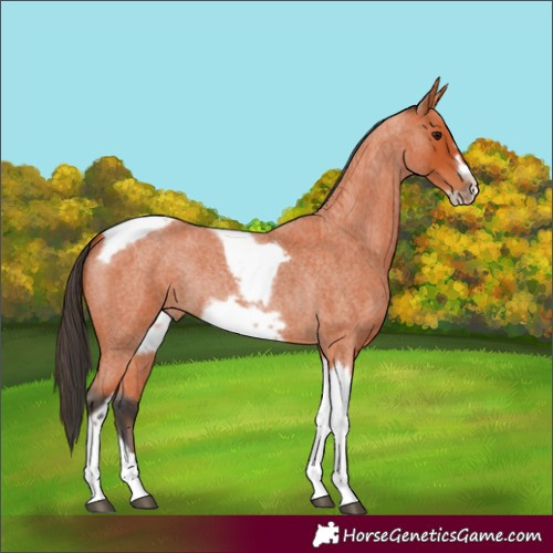 Horse Color:Bay Roan Tobiano Frame