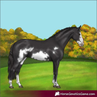 Horse Color:Smoky Black Frame