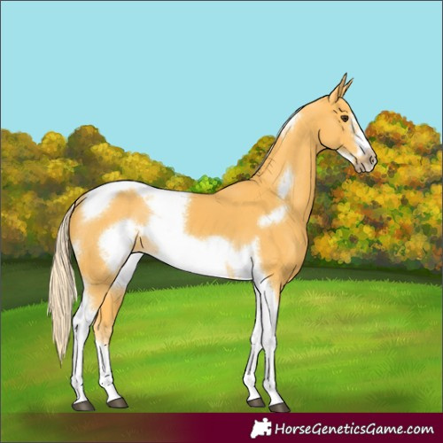 Horse Color:Palomino Tobiano Frame Rabicano 