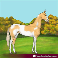 Horse Color:Palomino Tobiano Frame Rabicano 