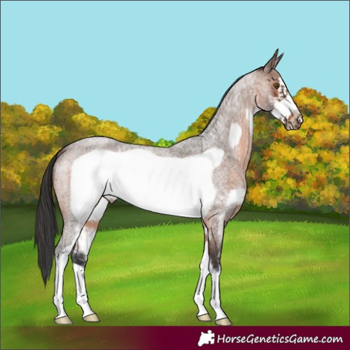 Horse Color:Brown Roan Sabino Frame 