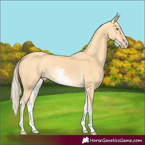 Horse Color:White Spotted Gold Cream Champagne