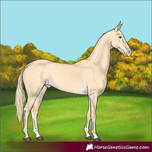 Horse Color:Palomino Dun Splash